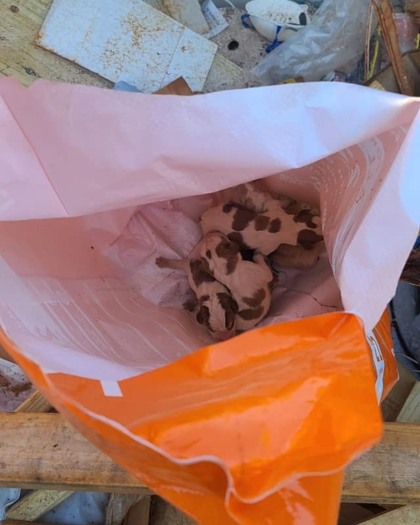 tiny puppies in a bag