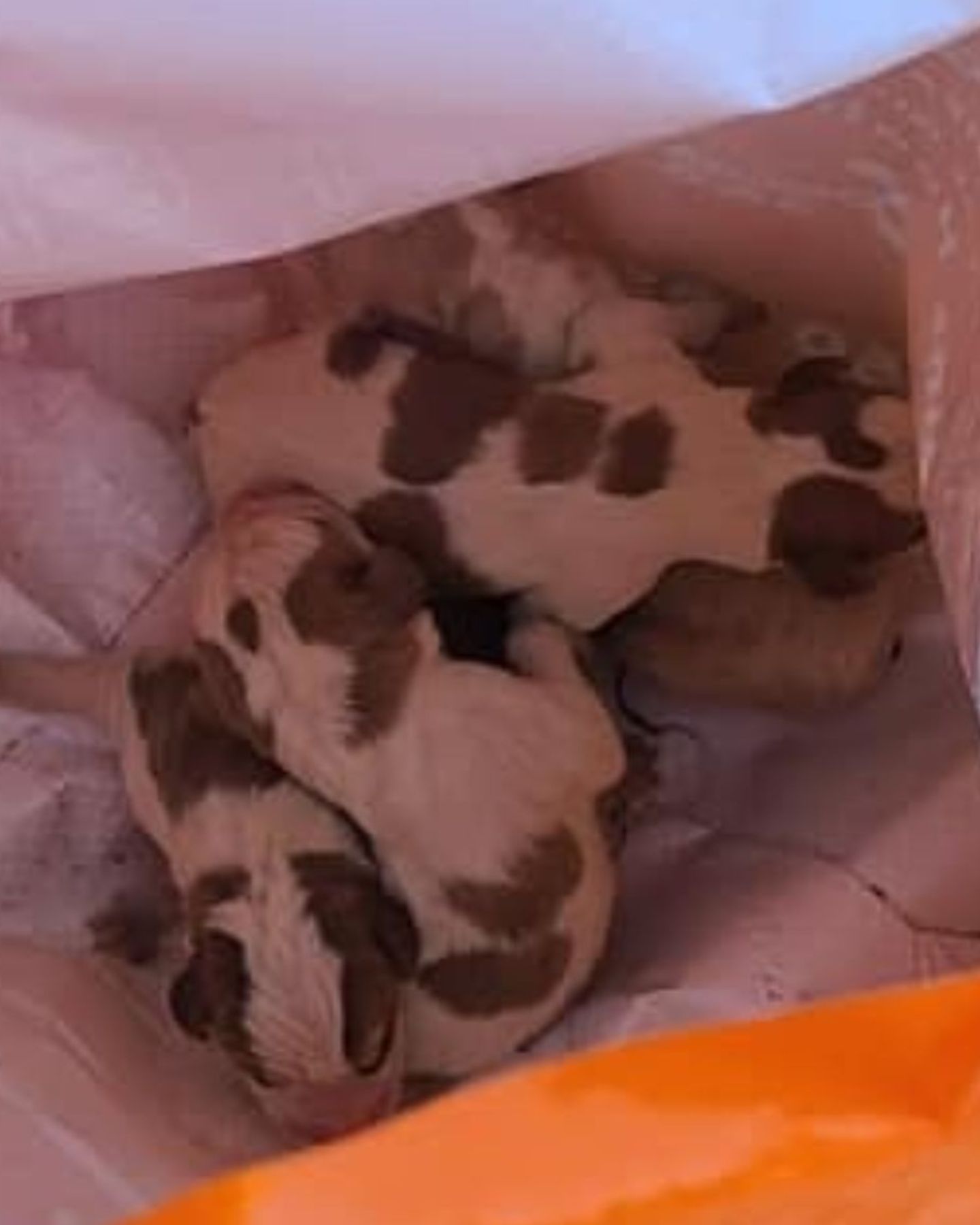 tiny puppies