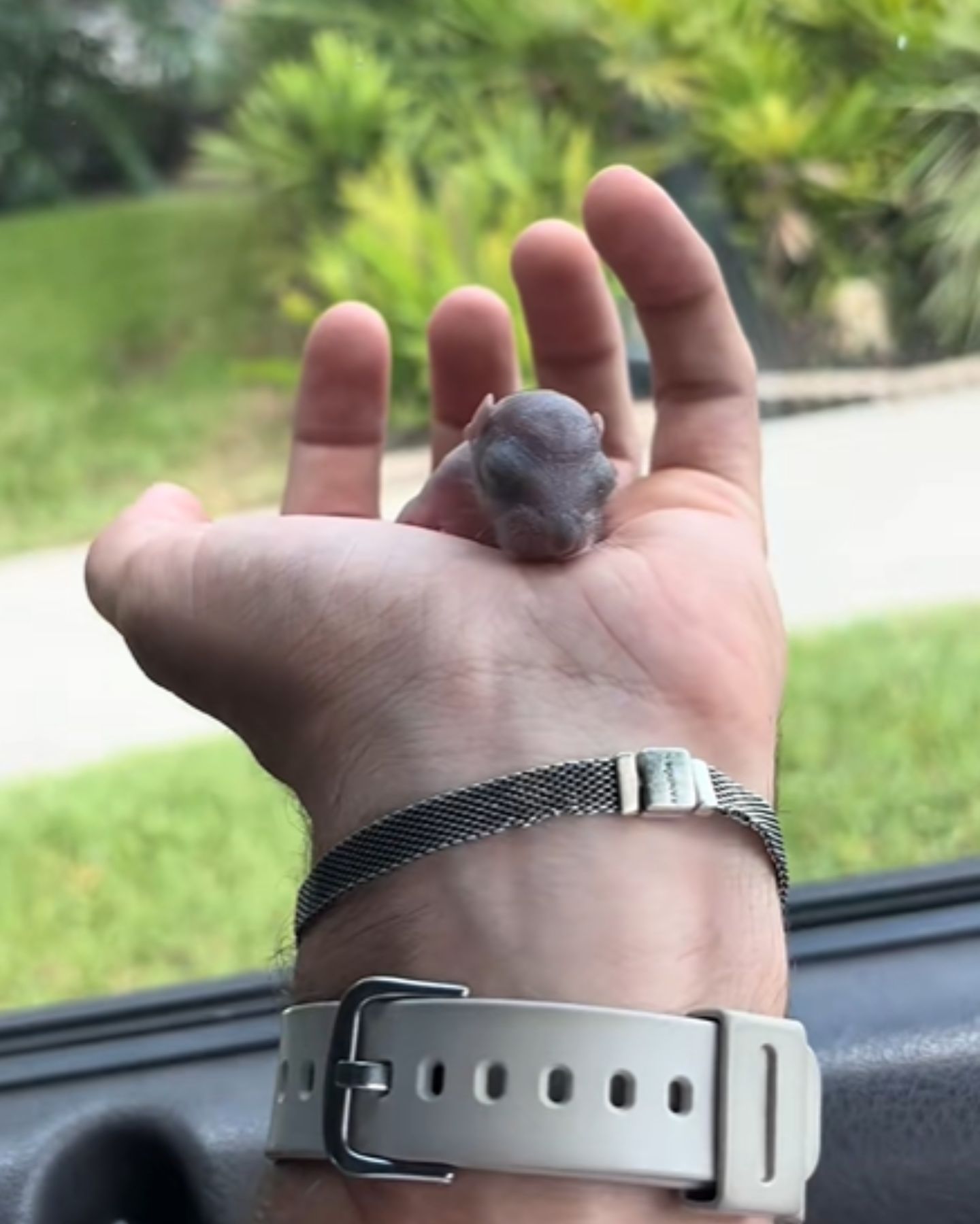 tiny squirrel in hand