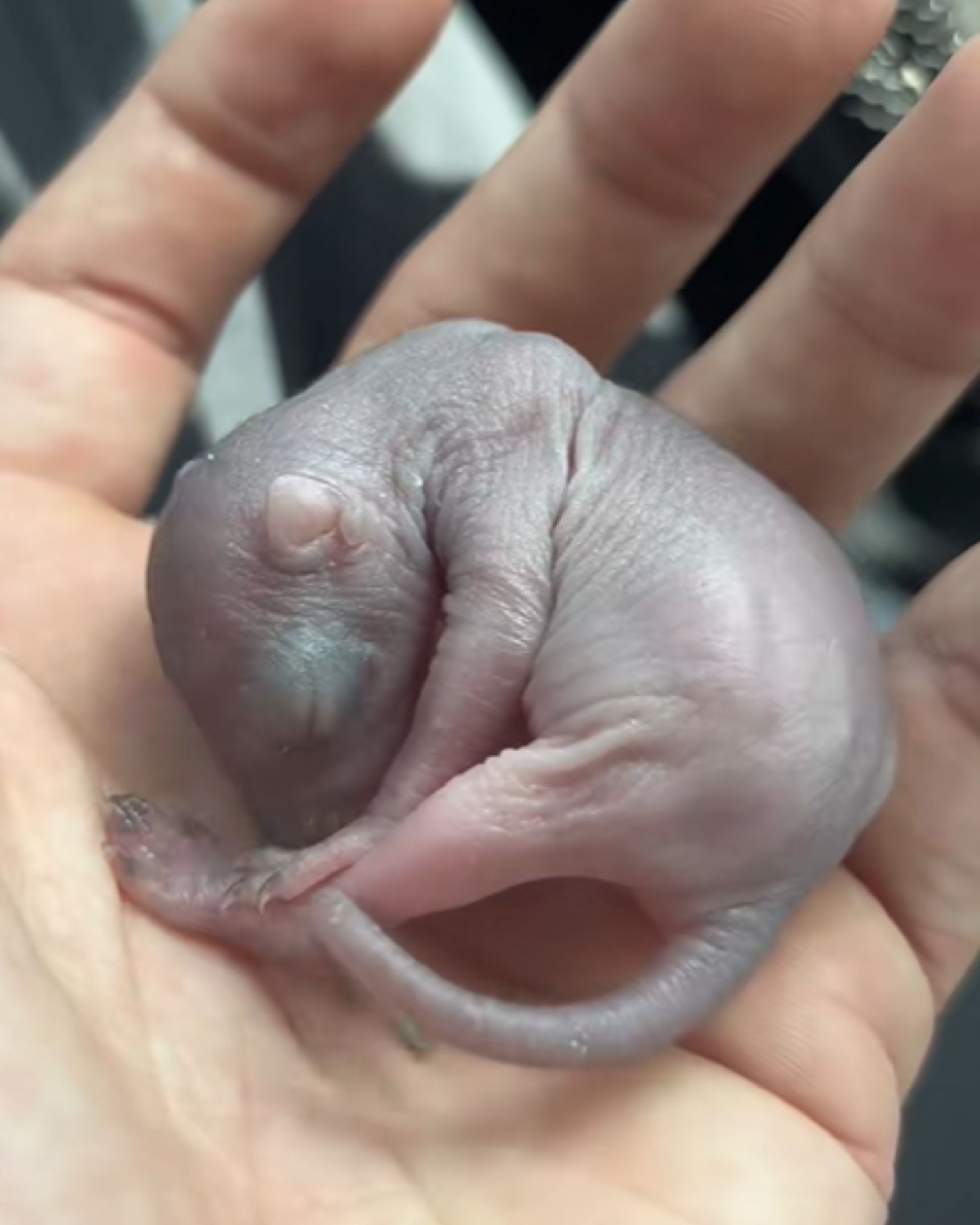 tiny squirrel