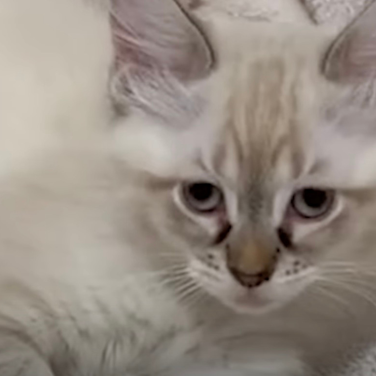 tiny white kitten
