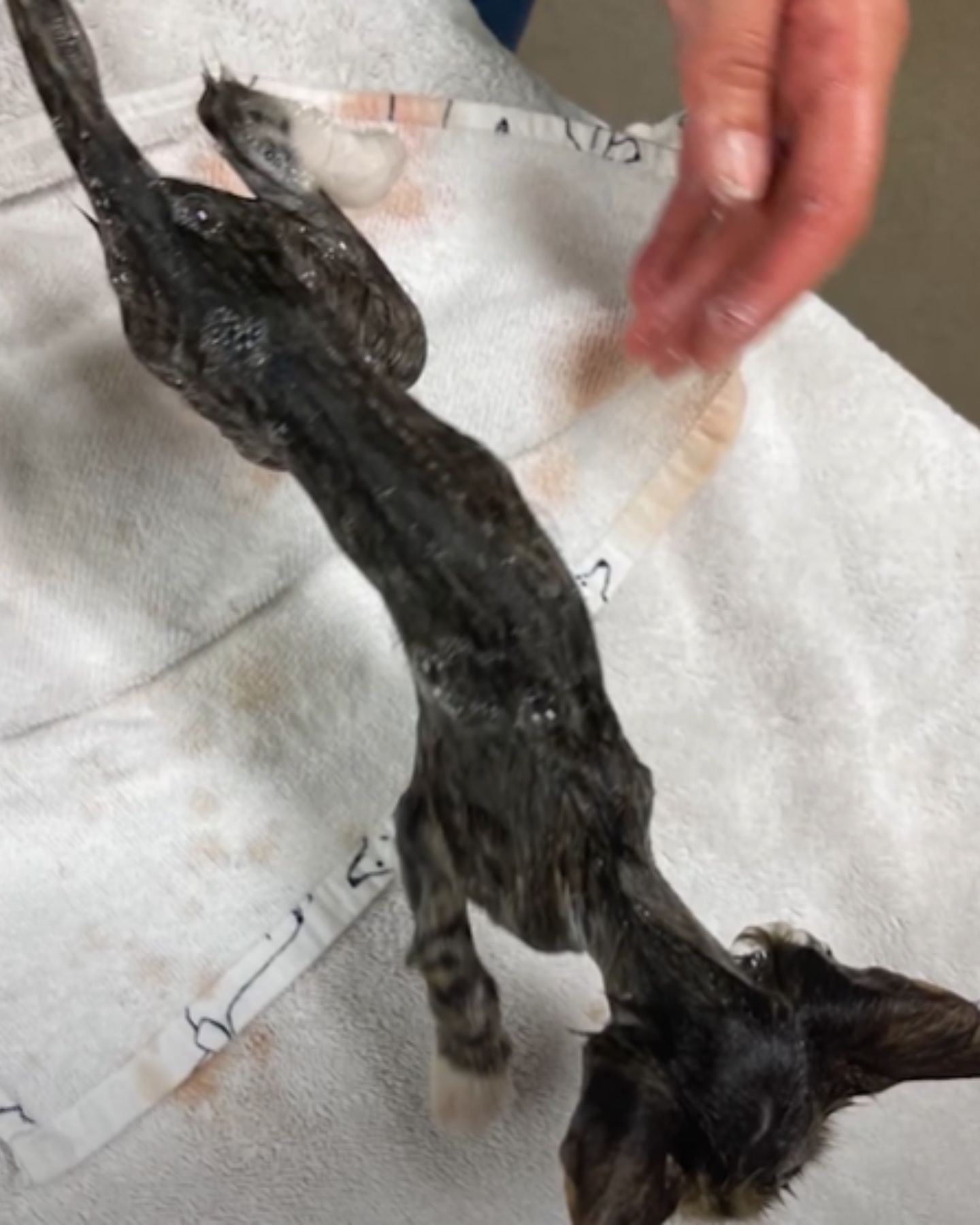 too skinny kitty