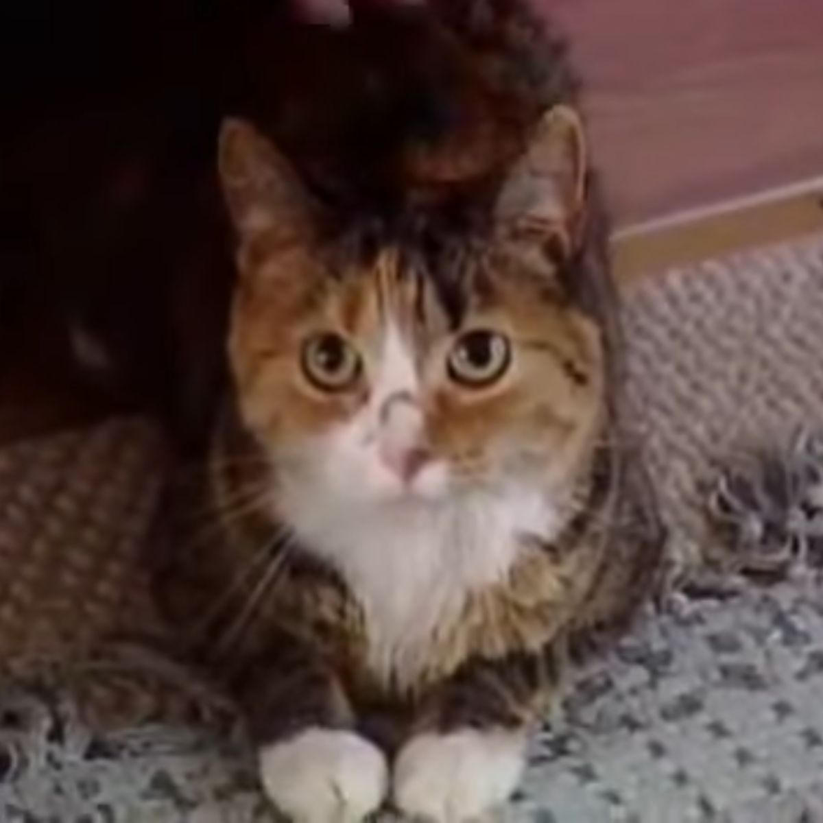 tortie cat