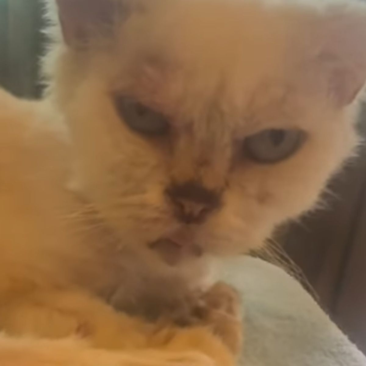 tortured white cat