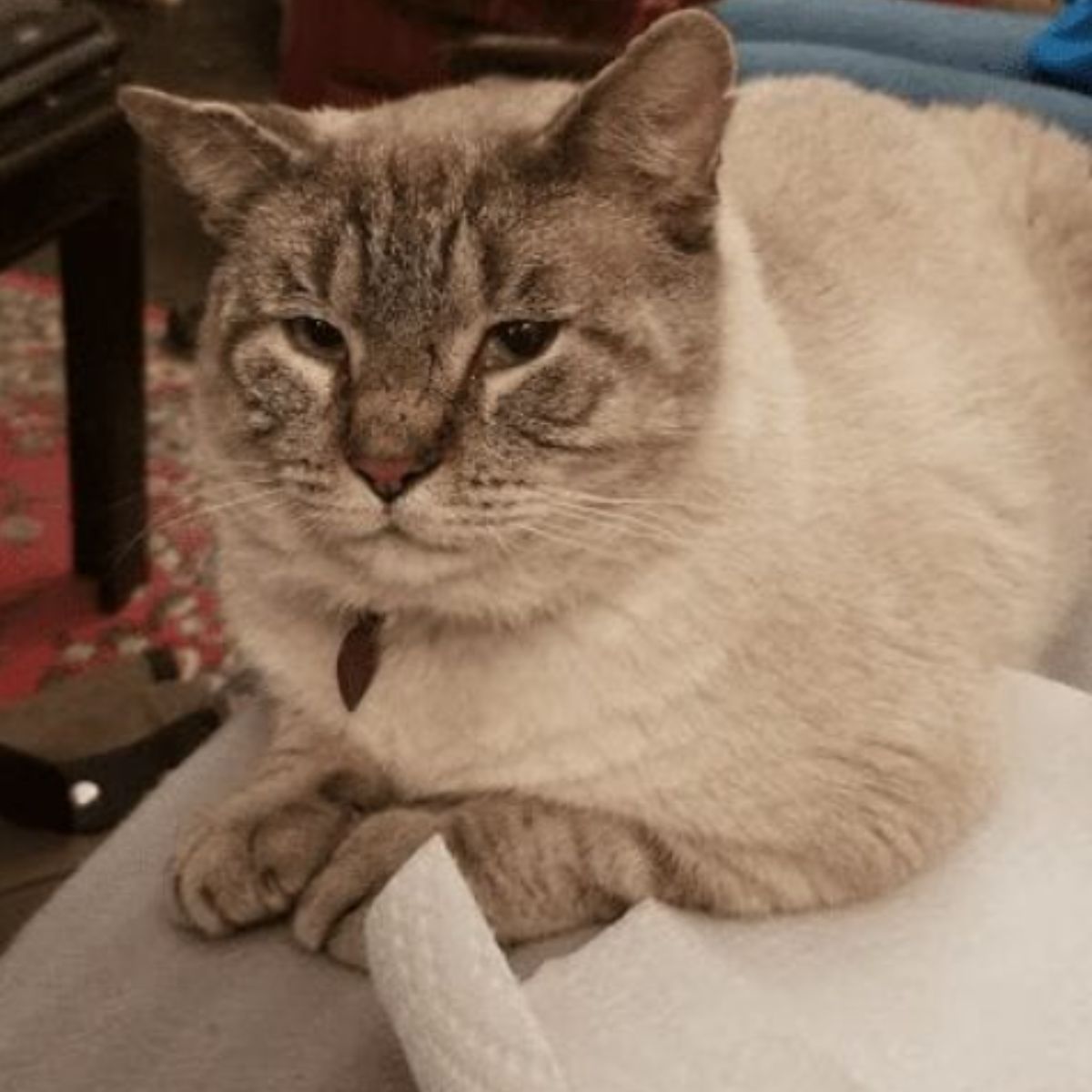 traumatized Siamese cat
