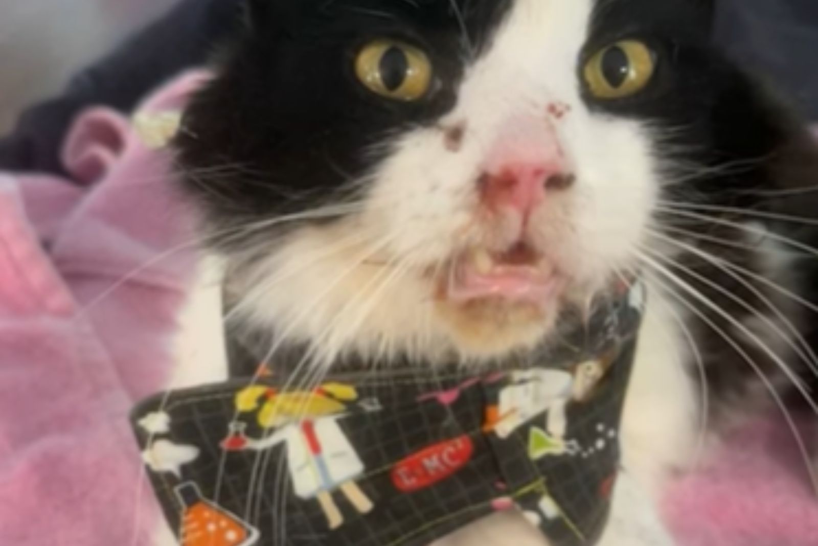 traumatized cat