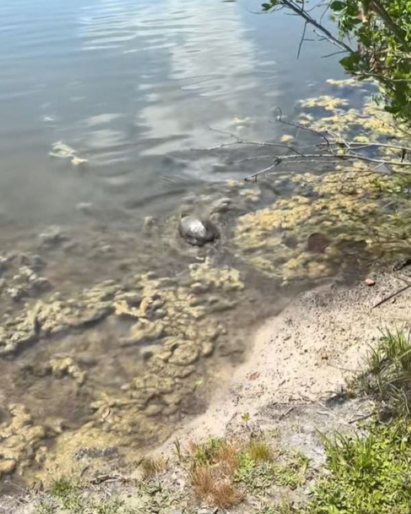 turtles in the water