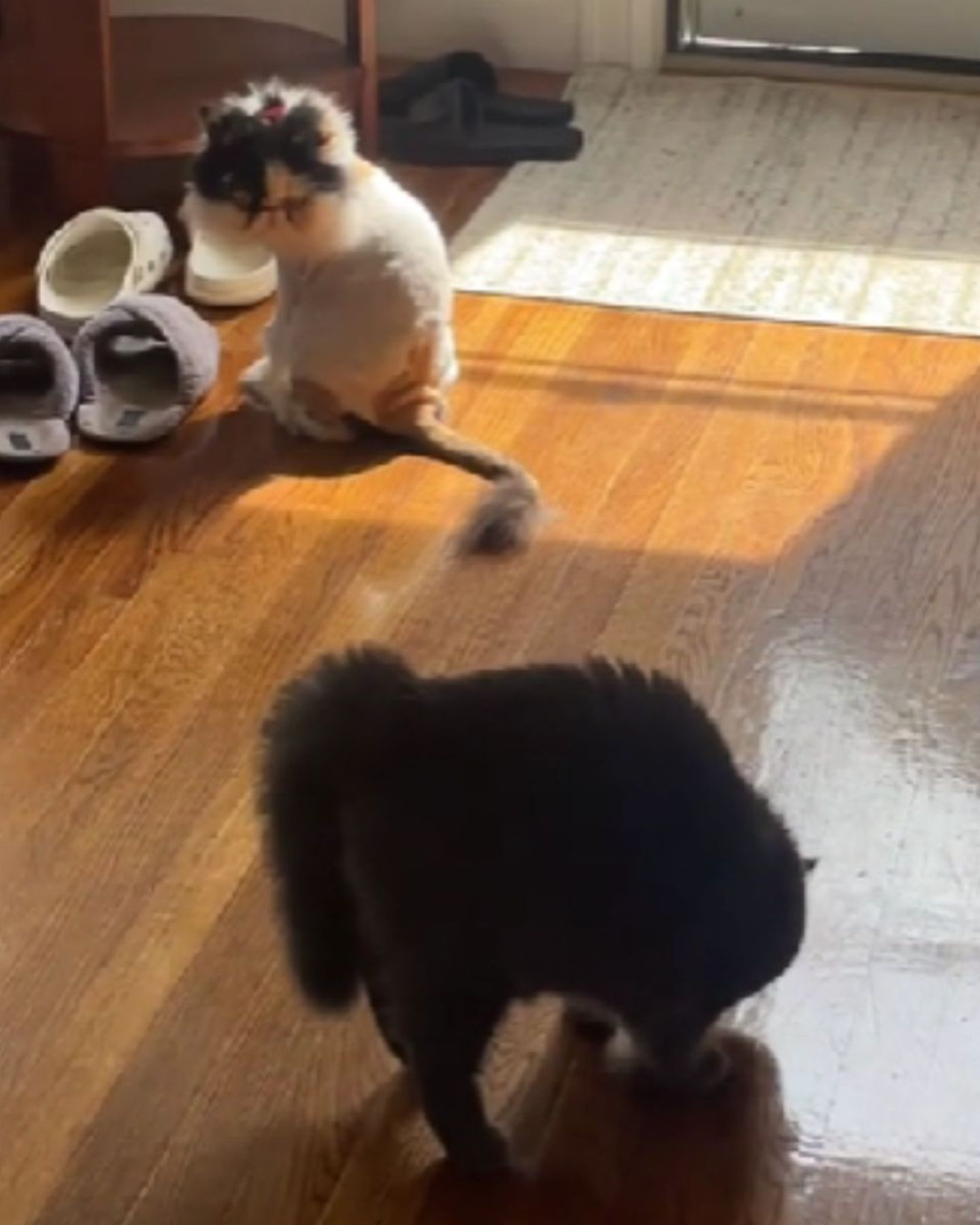 two Persian cats standing