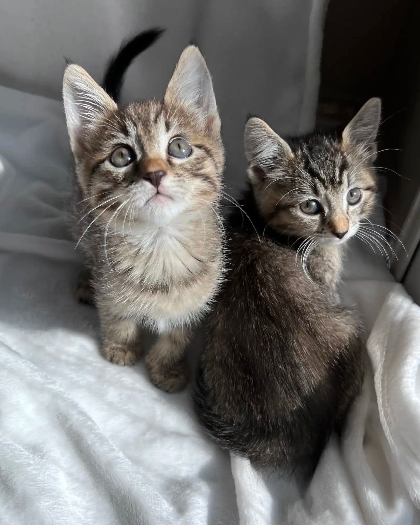 two abandoned kittens