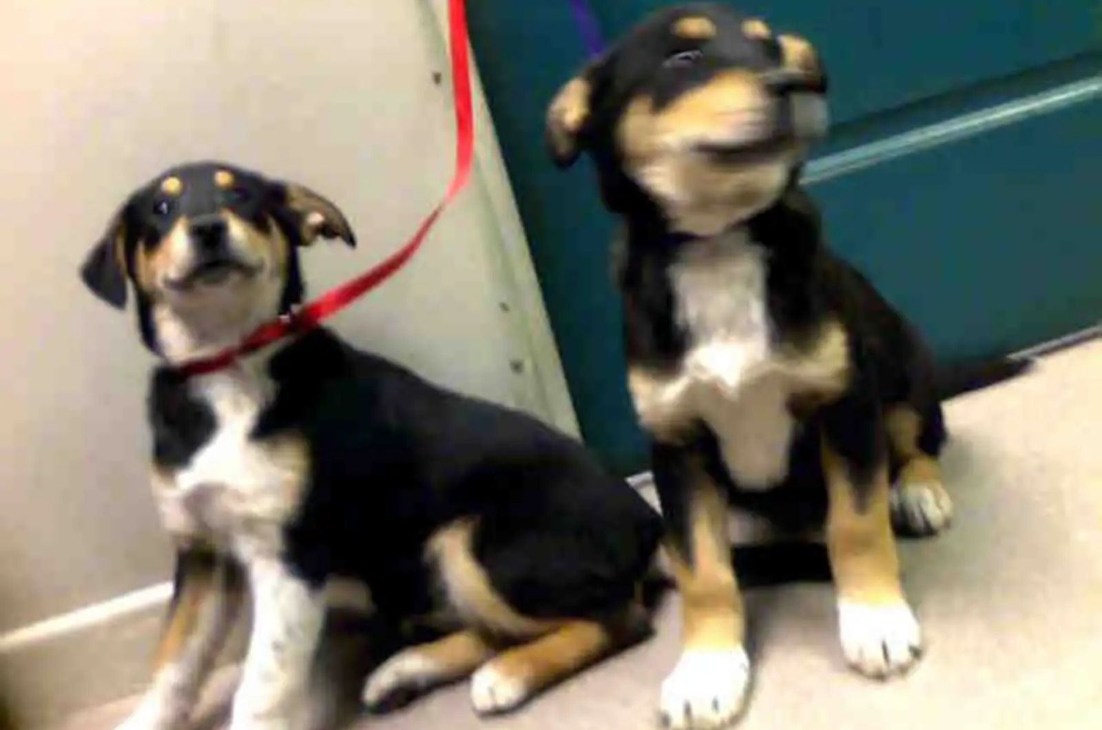 two adorable dogs