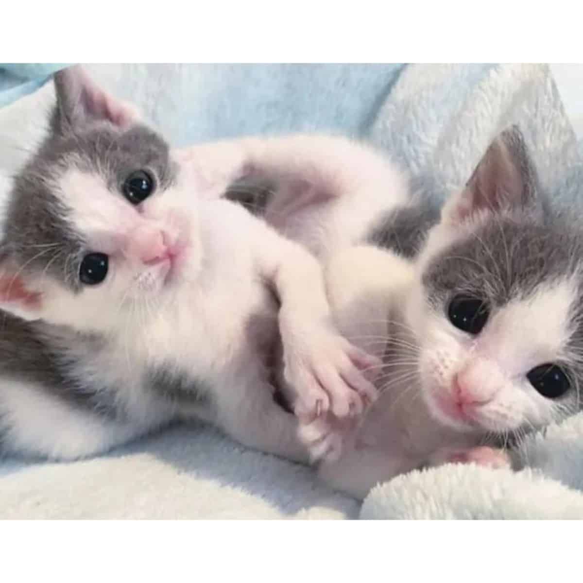 two adorable kittens