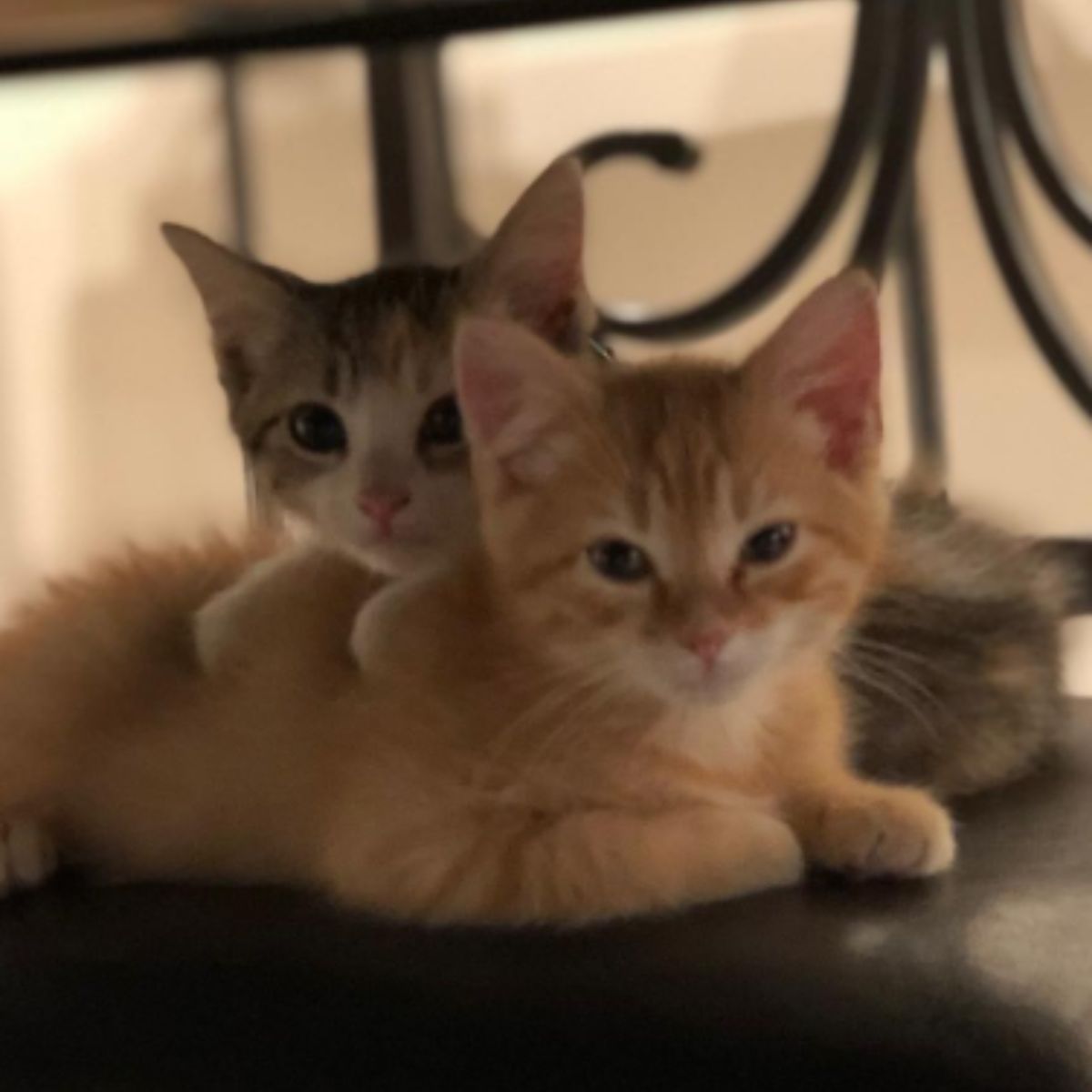 two adorable kitties