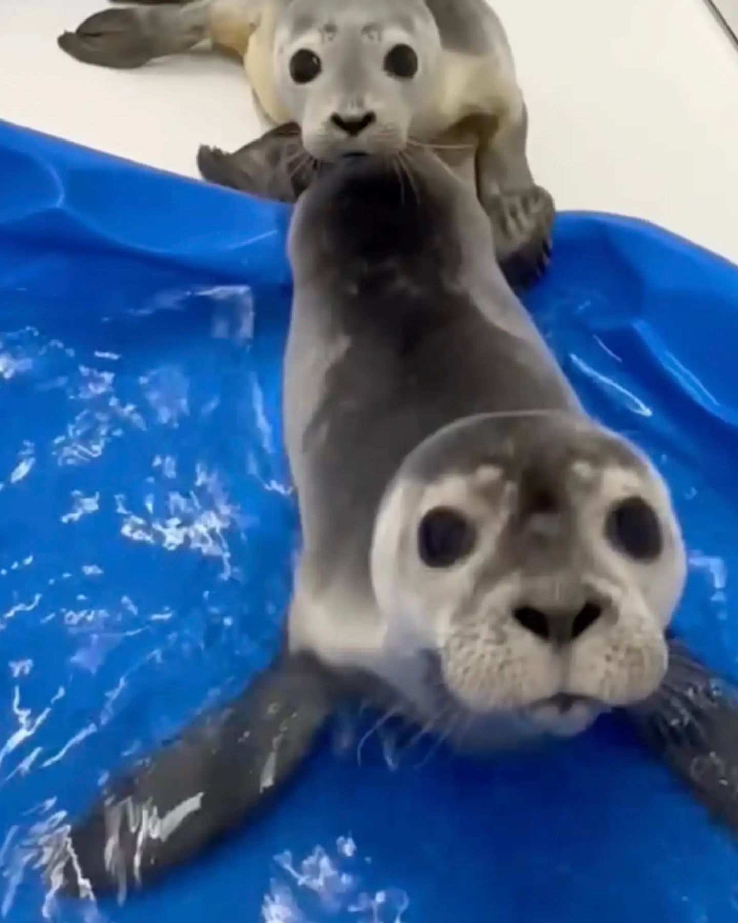 two baby seals