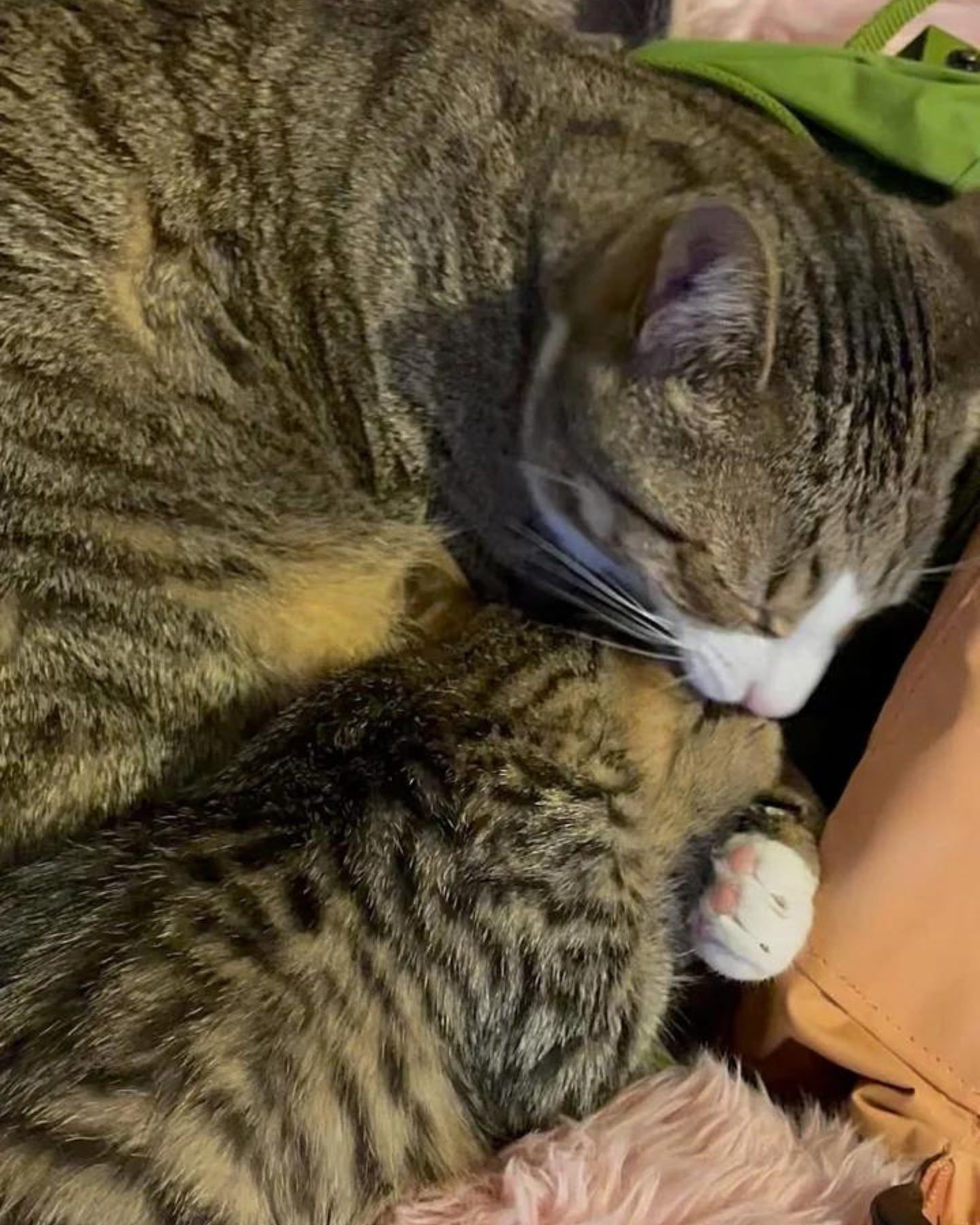 two cats cuddling