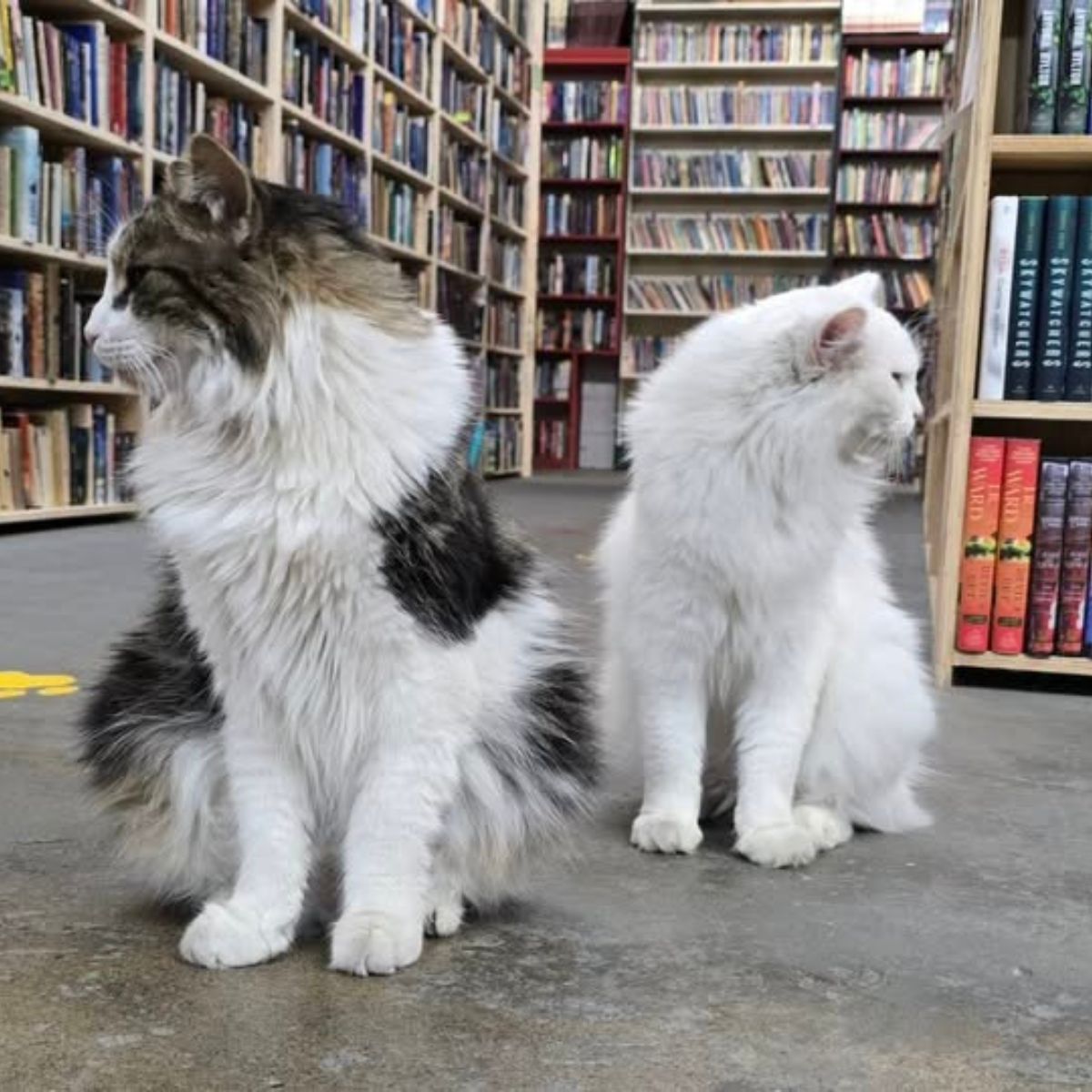 two cats in a bookstore