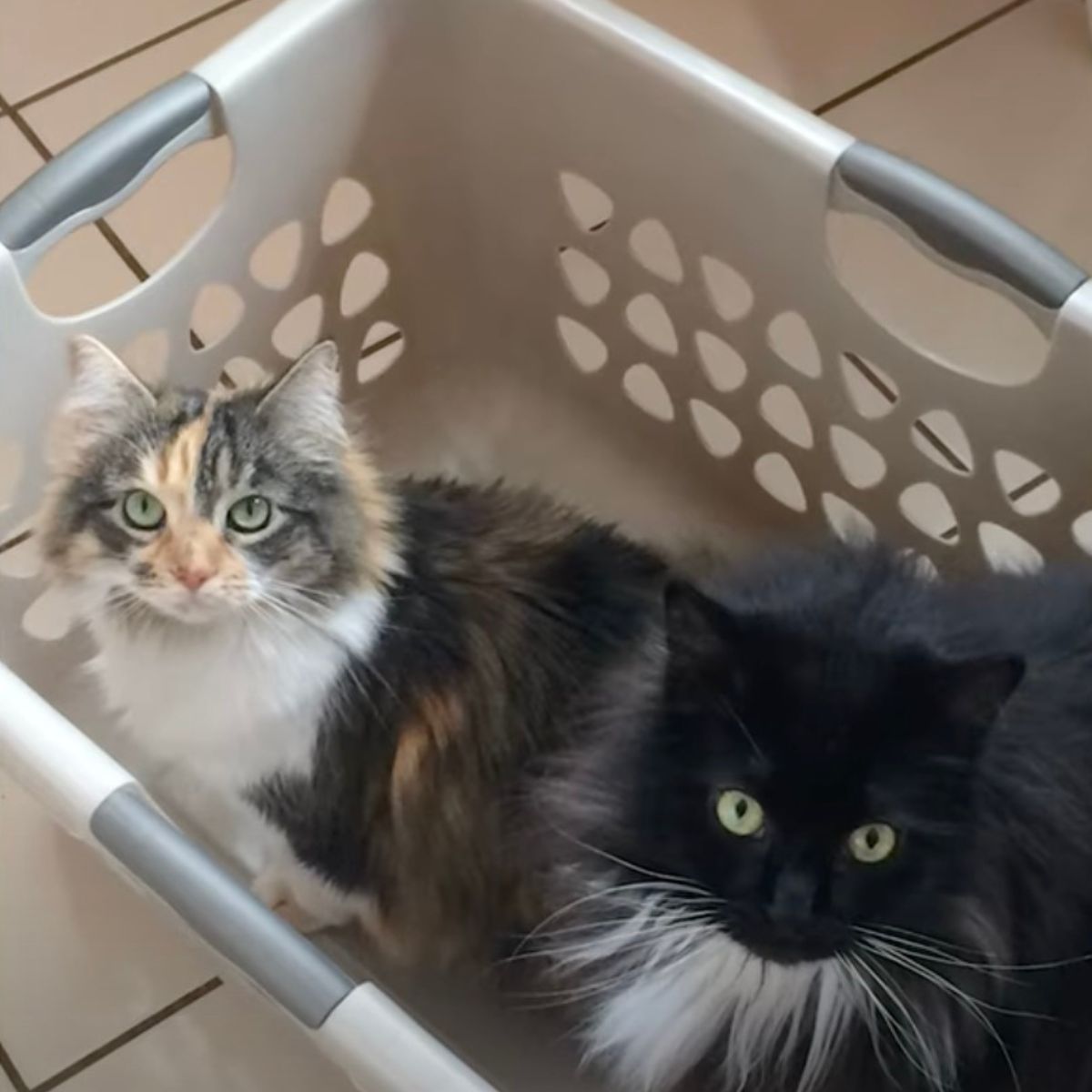 two cats in laundry basket