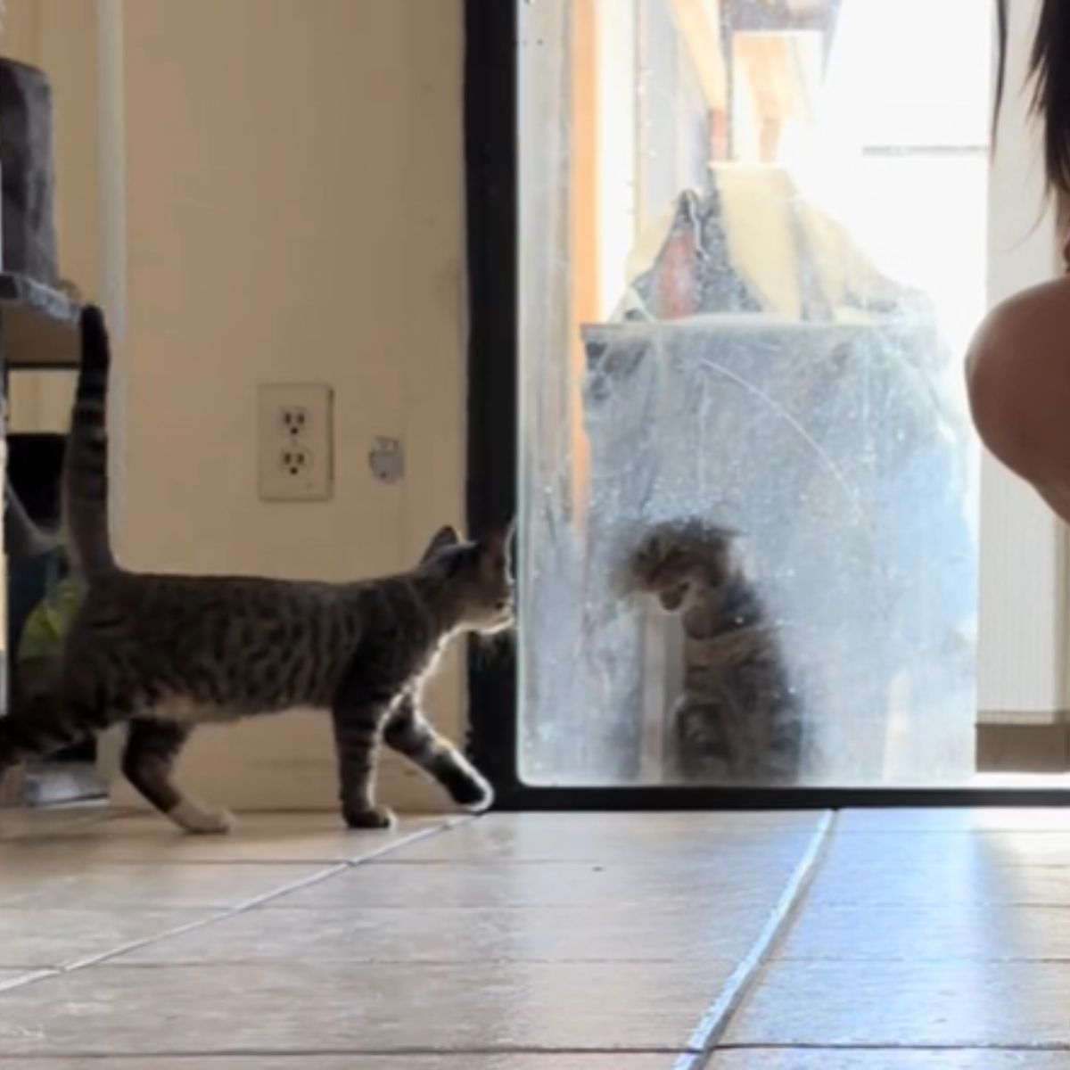 two cats looking at each other through door