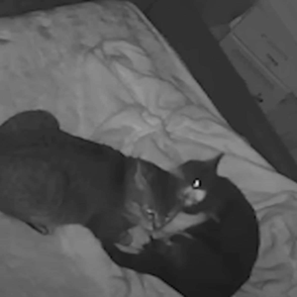 two cats lying in the dark