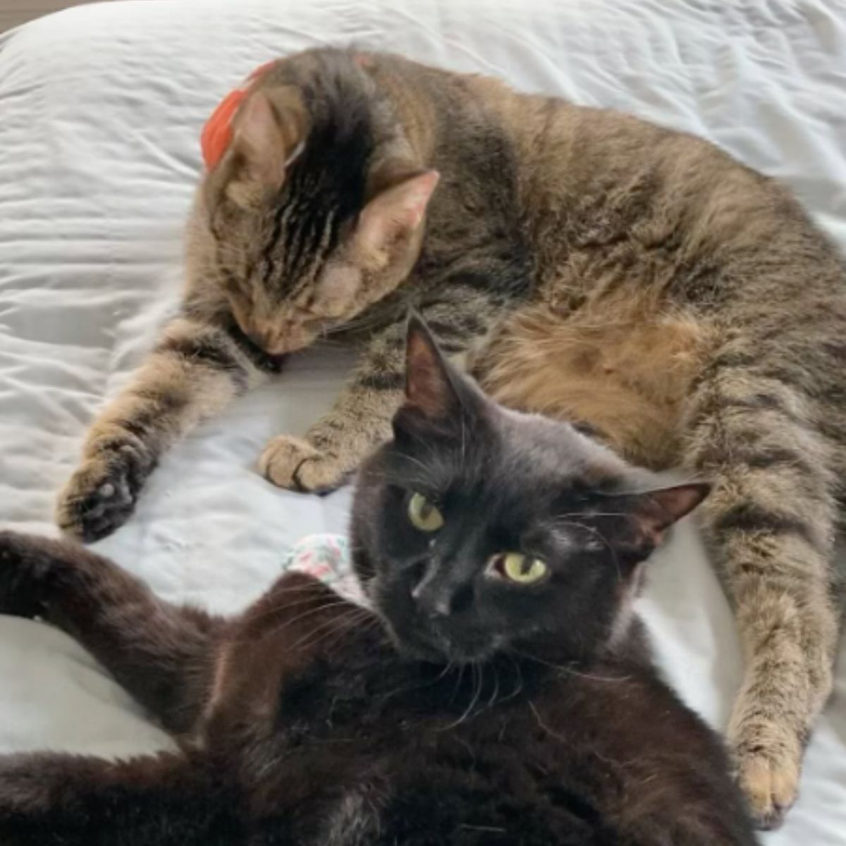 two cats lying on bed
