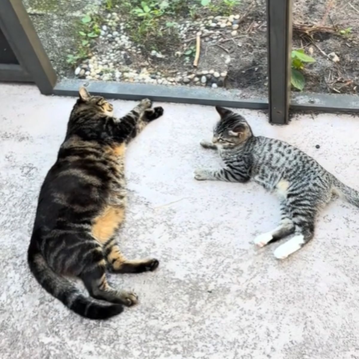 two cats lying outdoors