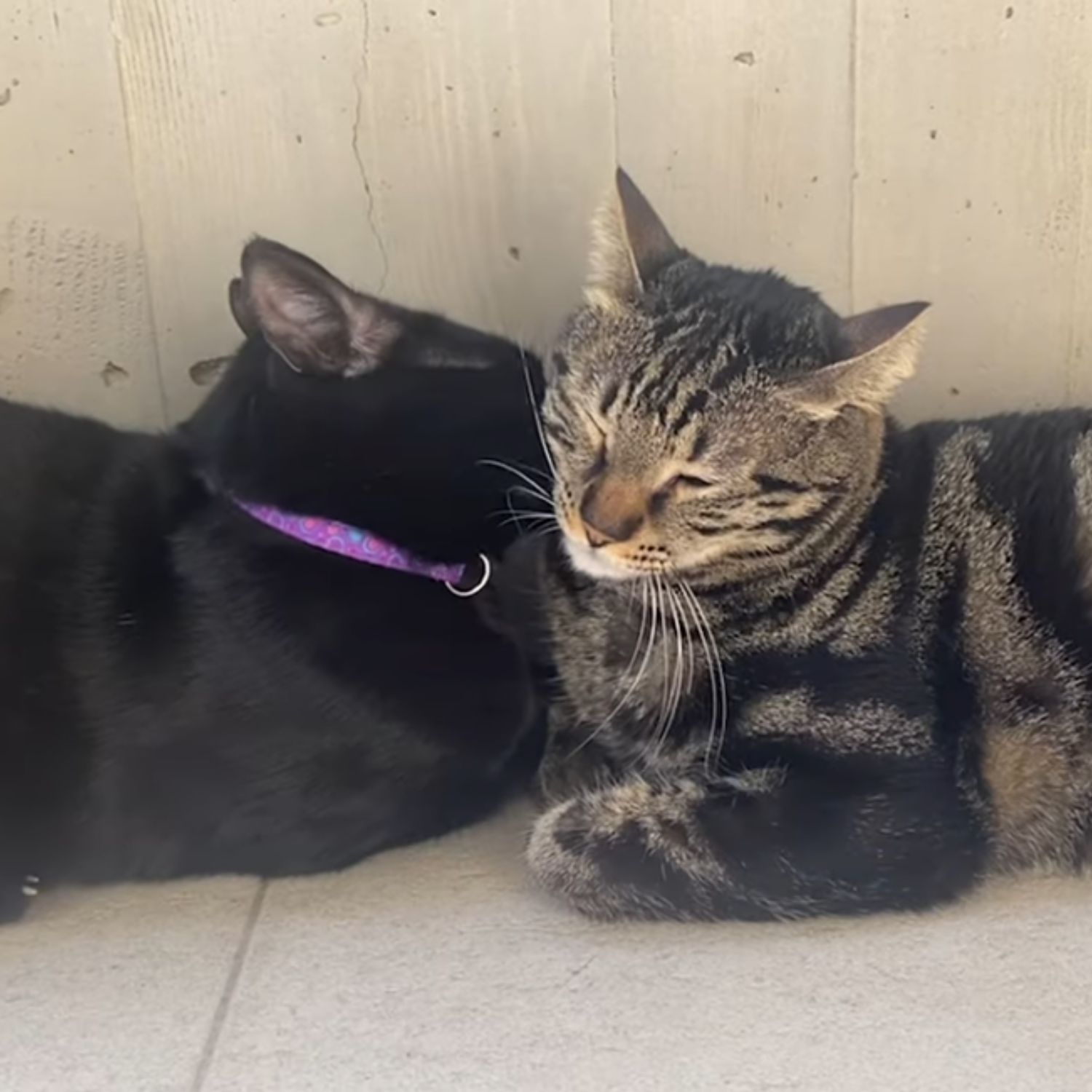 two cats lying together
