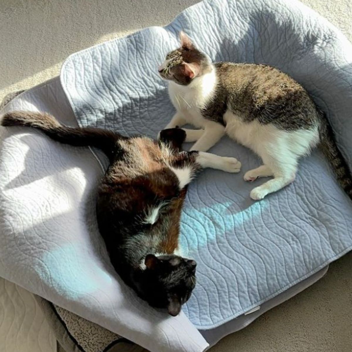 two cats lying together