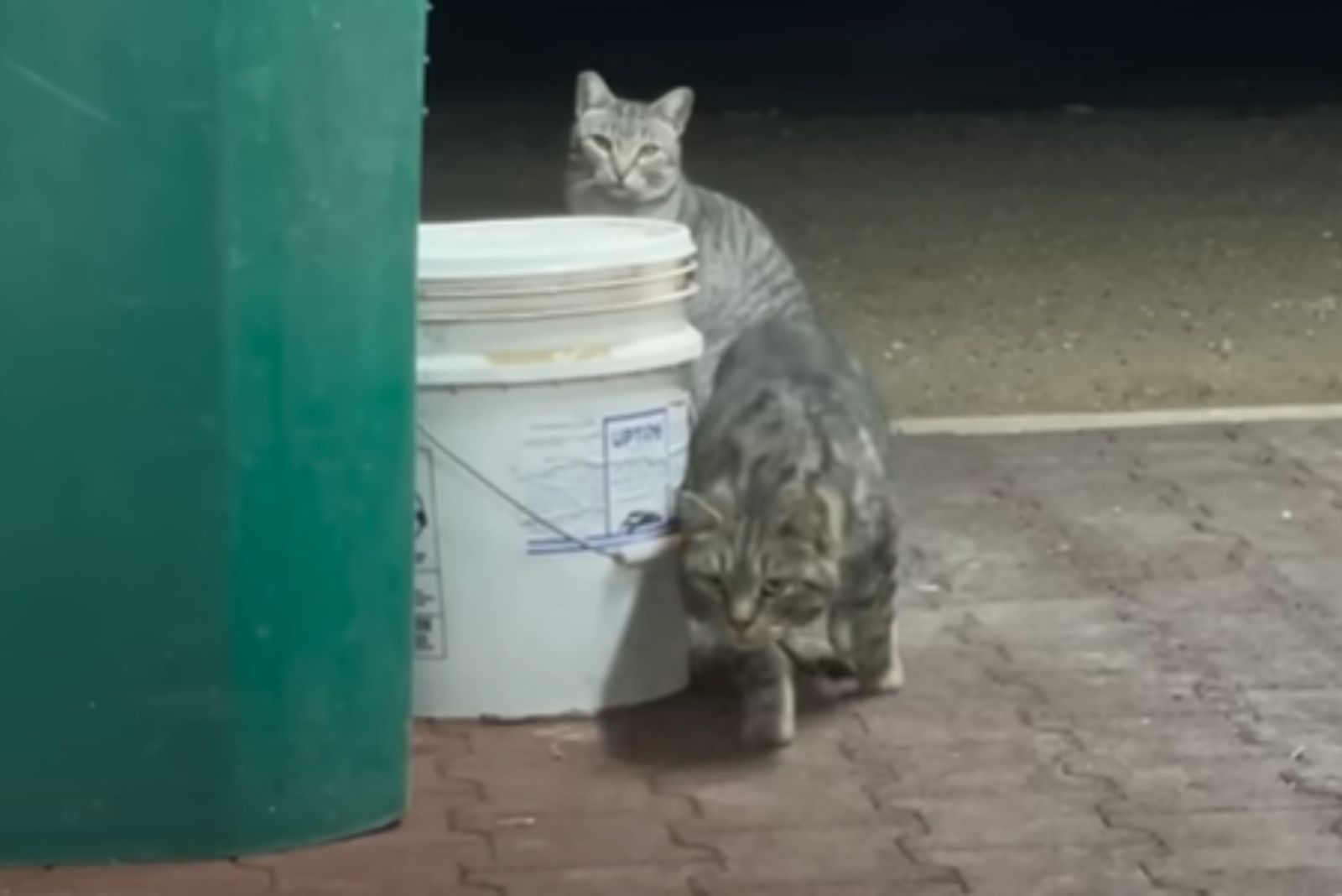 two cats next to a bucket