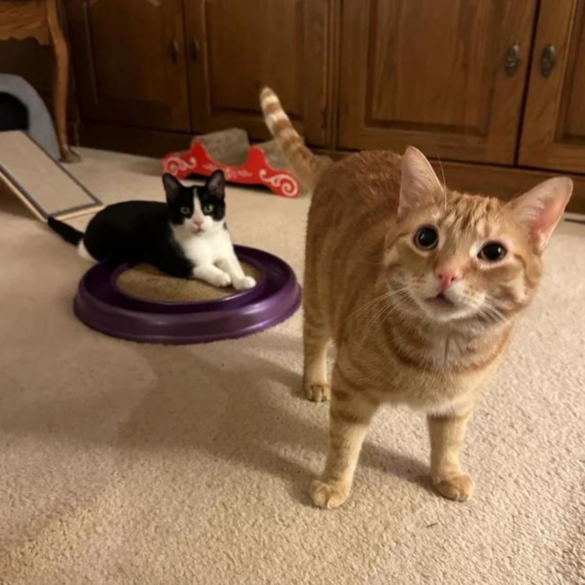 two cats playing