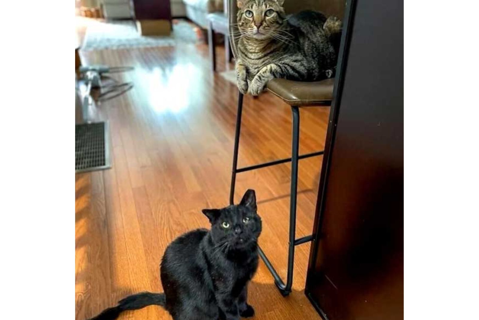 two cats sitting indoors