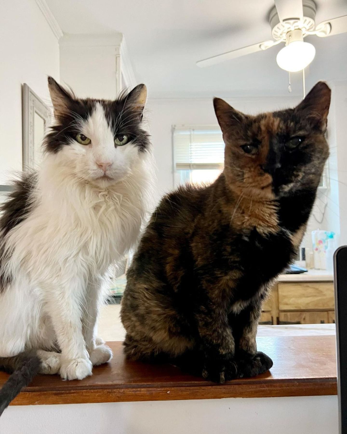 two cats sitting on the table