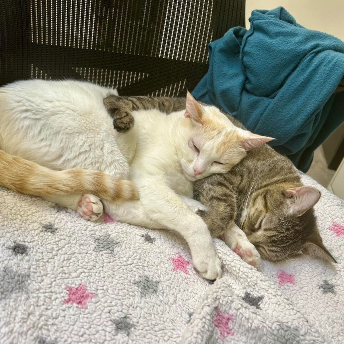 two cats sleeping together