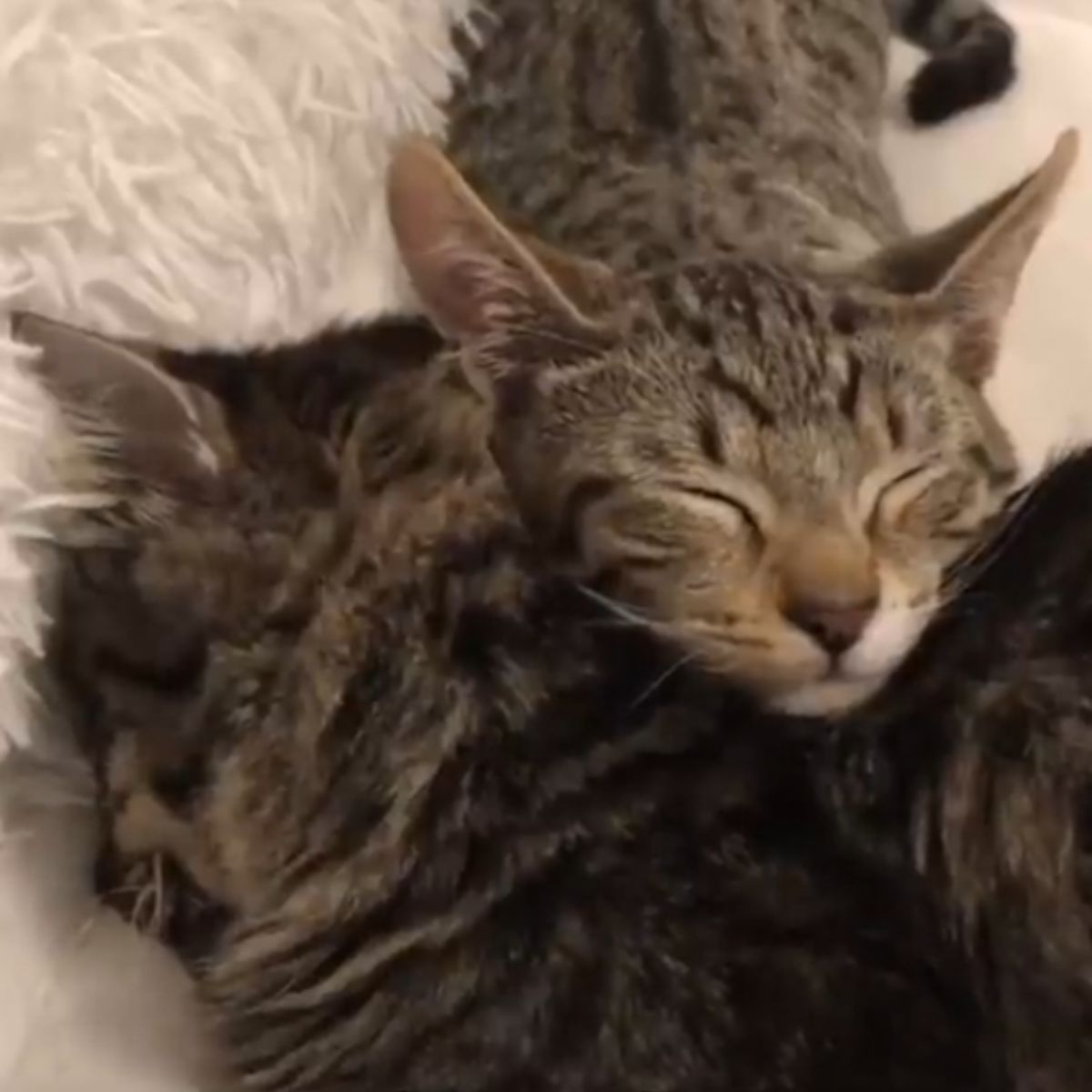 two cats sleeping