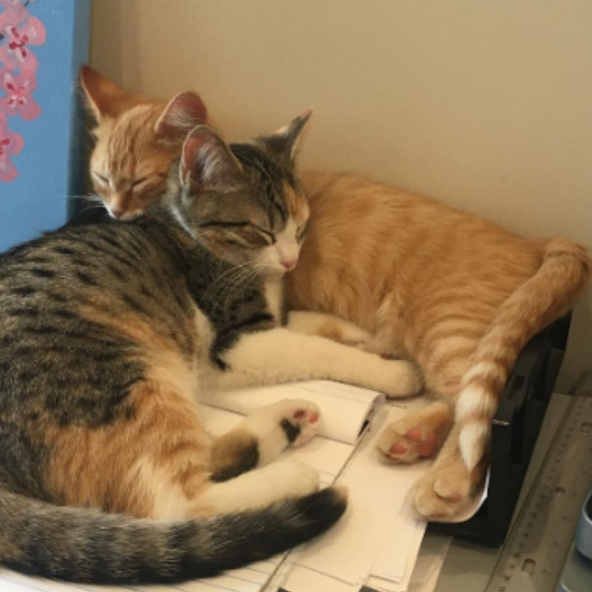 two cute kittens are sleeping