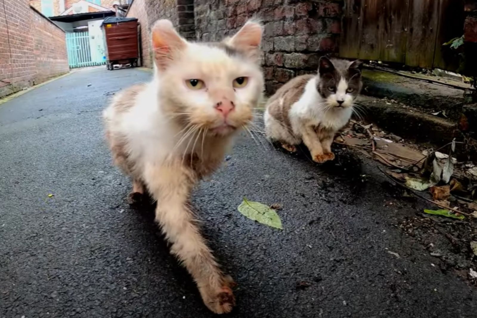 two dirty stray cats