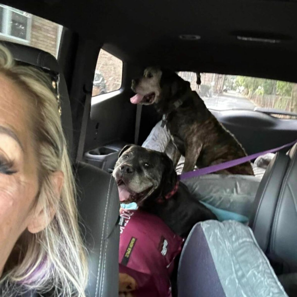 two dogs in the car