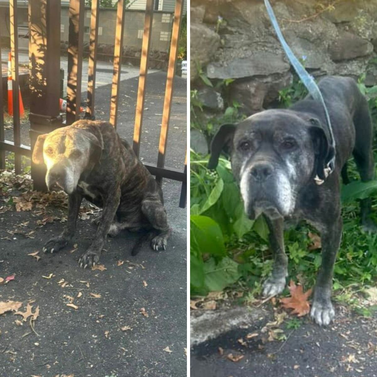 two dogs left tied up