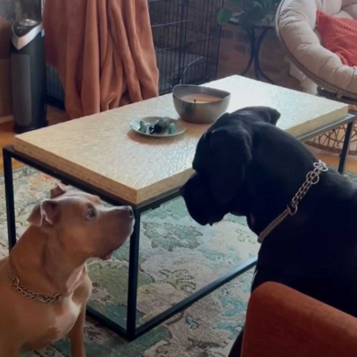 two dogs looking at each other