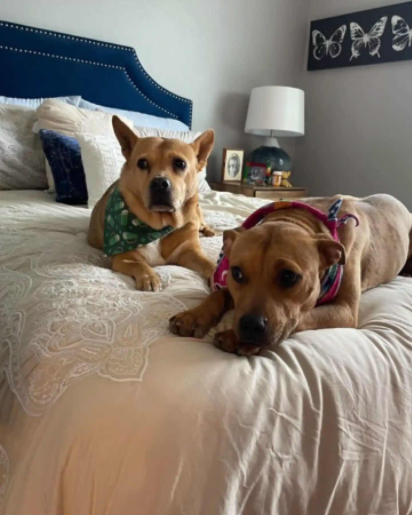 two dogs lying on bed