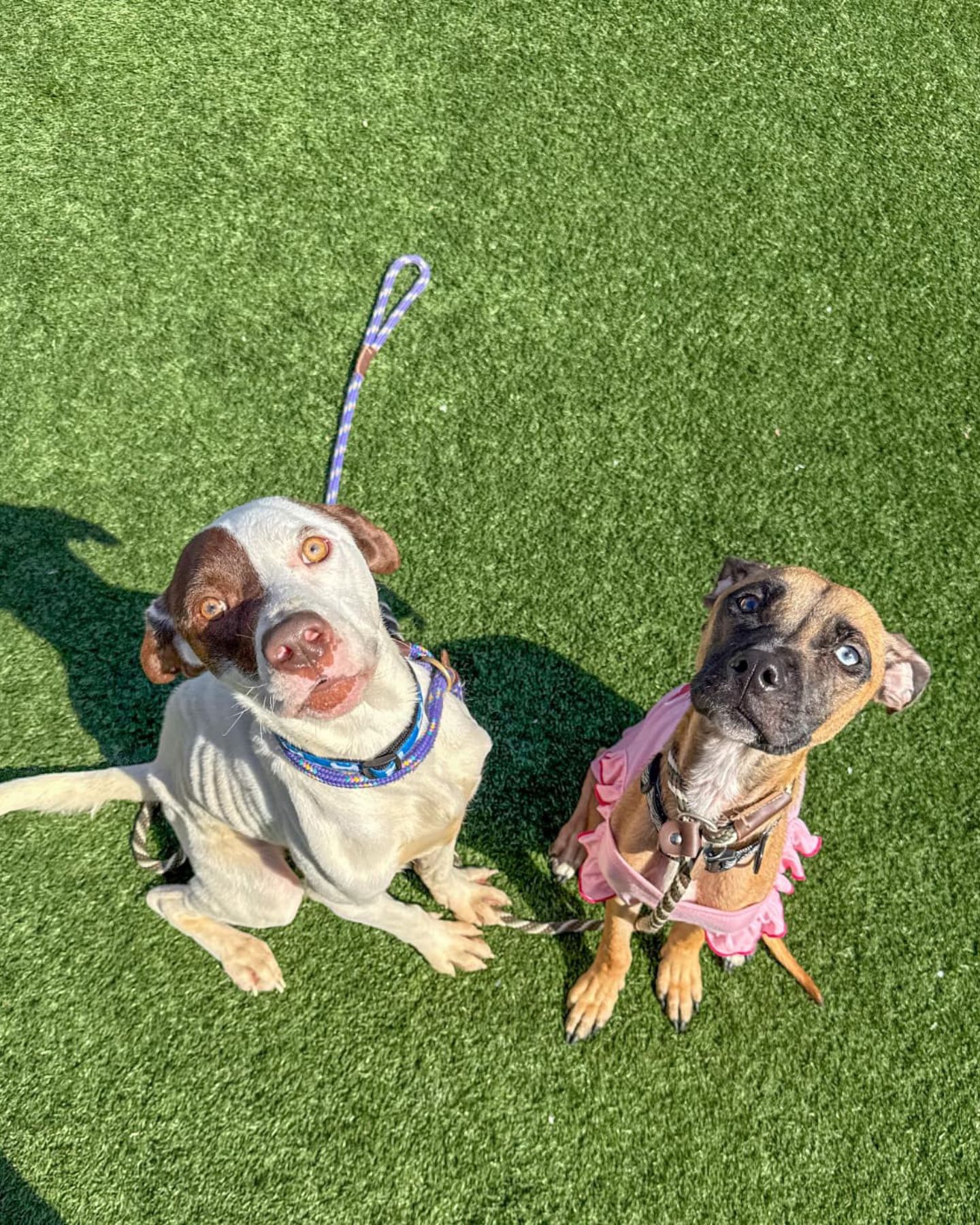 two dogs on the grass