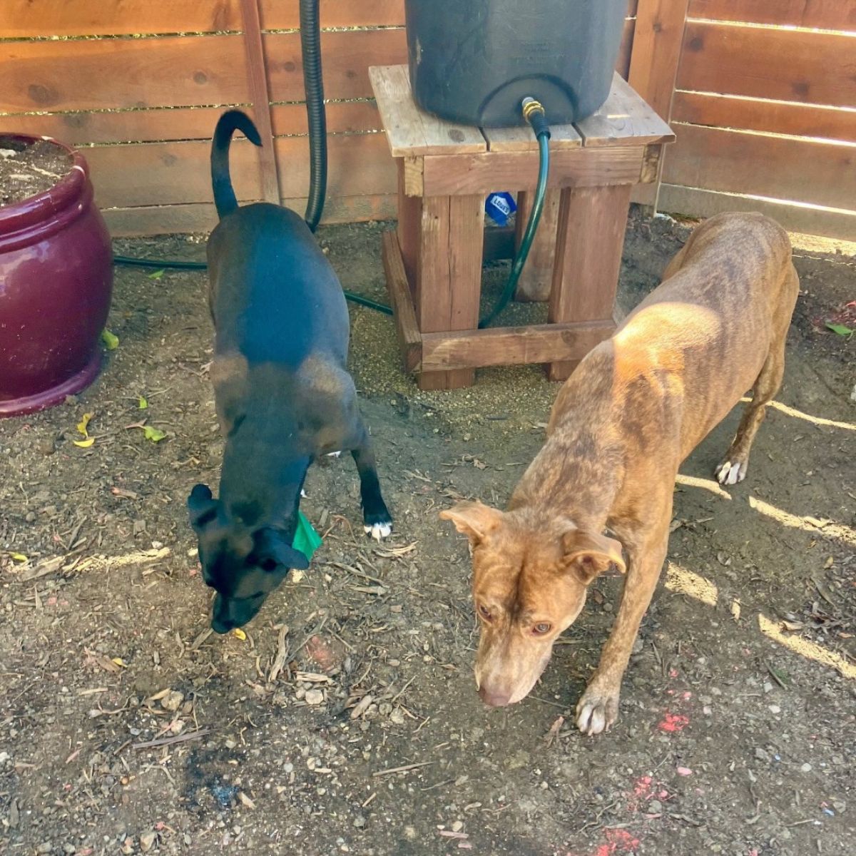 two dogs outdoors