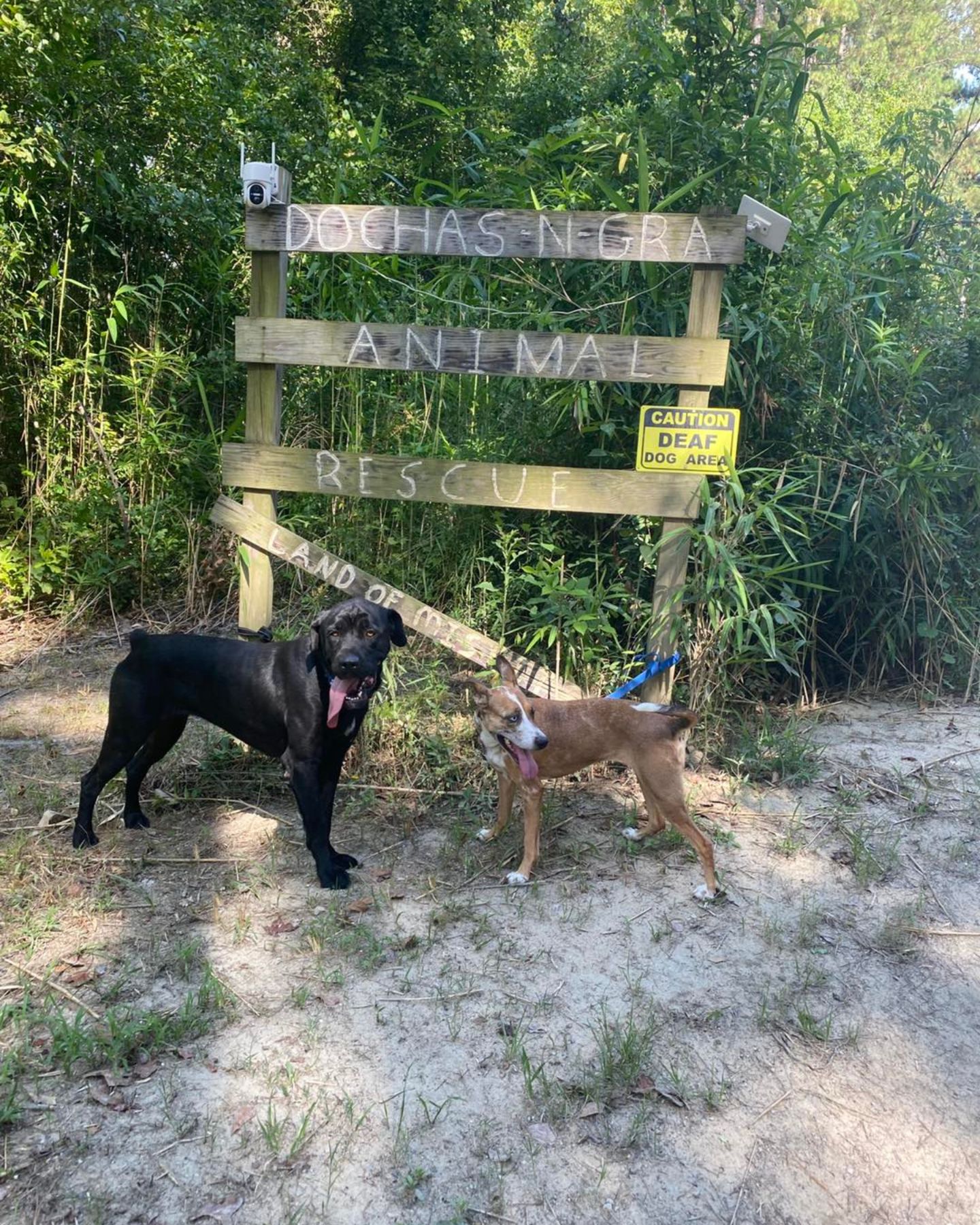 two dogs outdoors