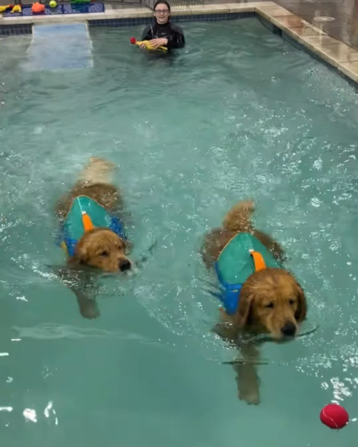 two dogs swimming