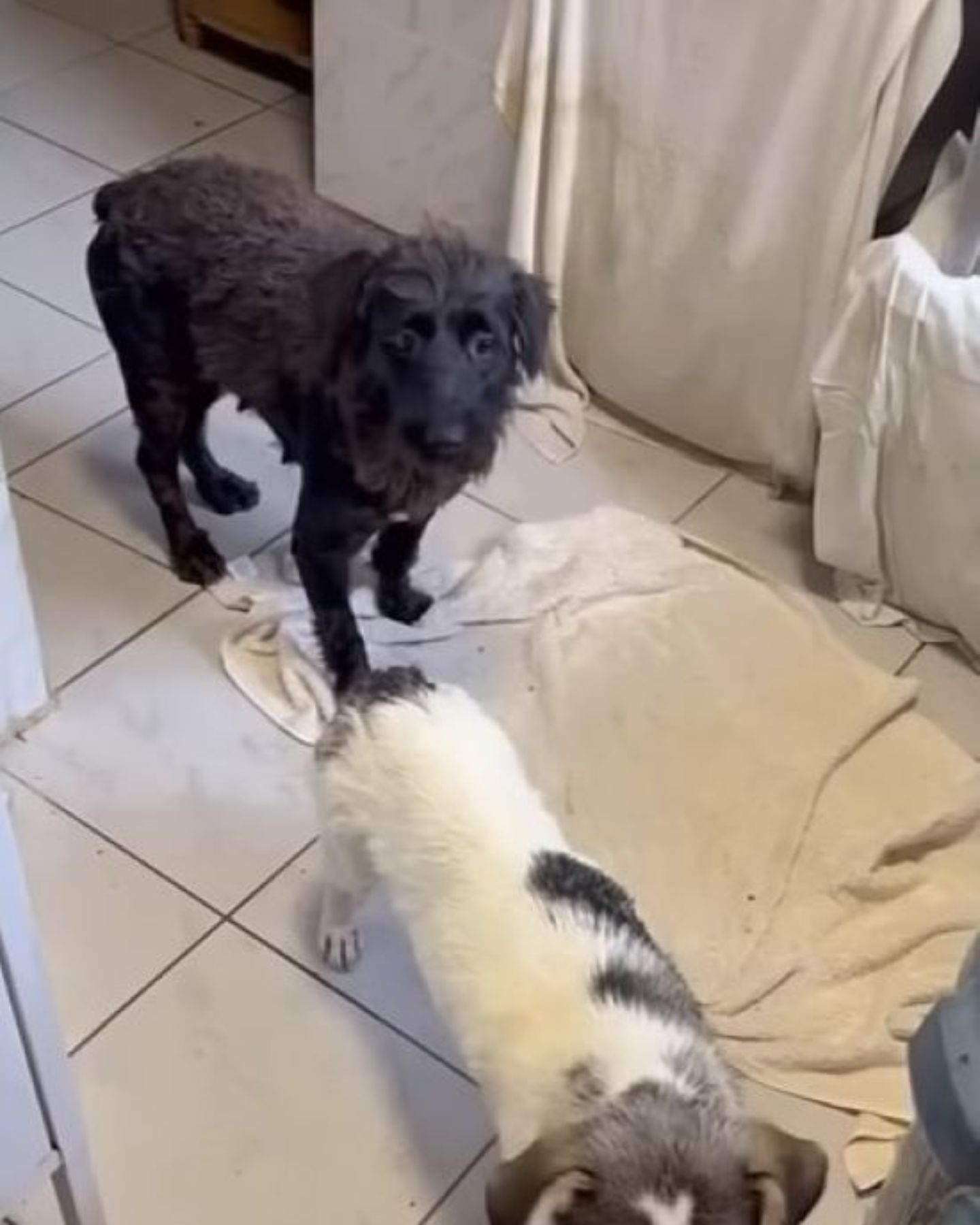 two dogs