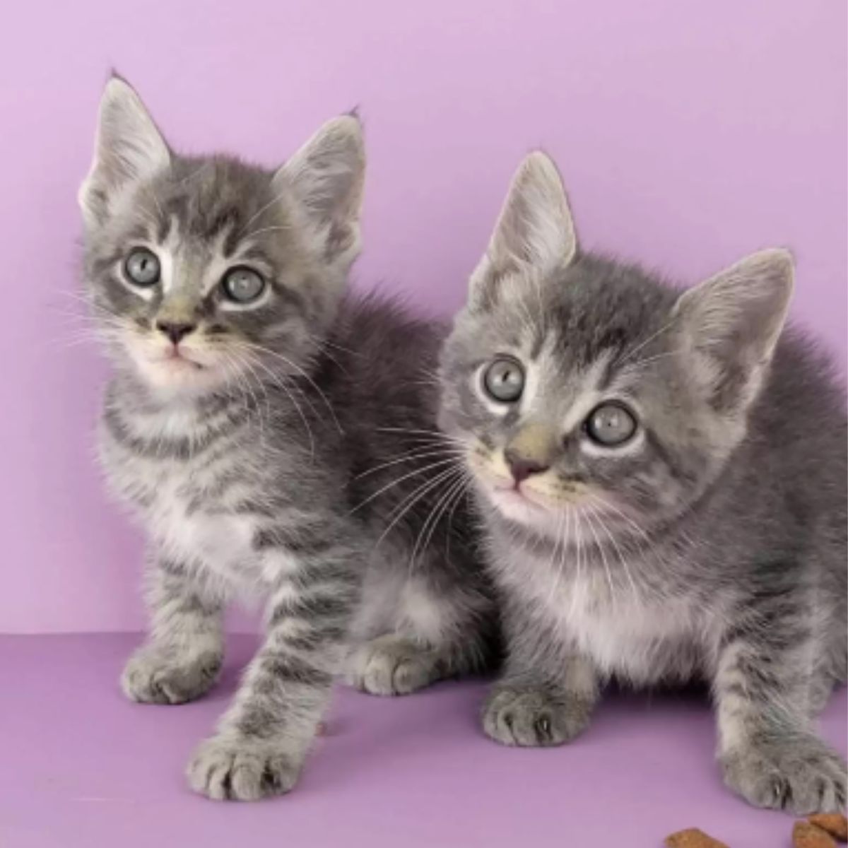 two gray kittens