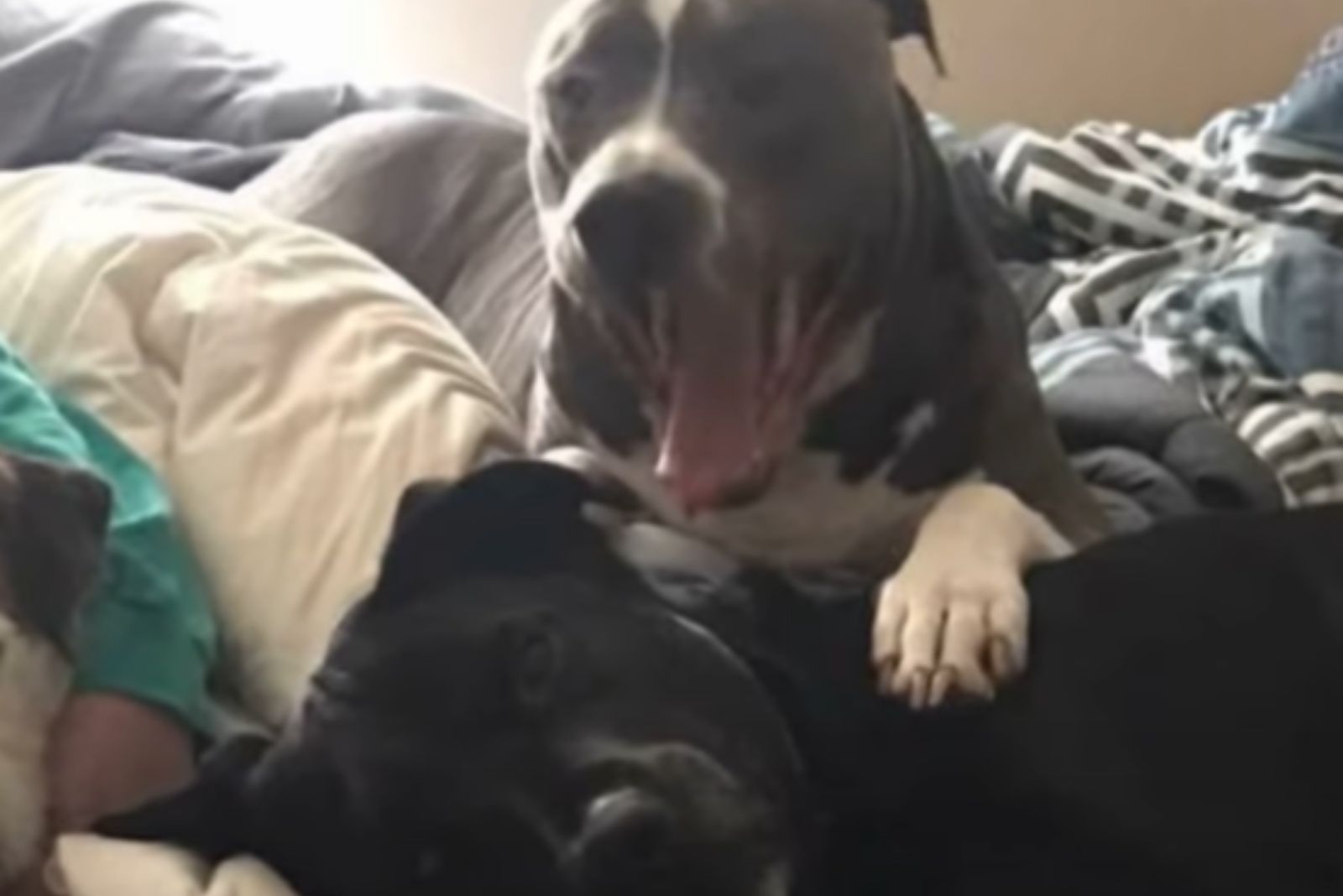two happy dogs