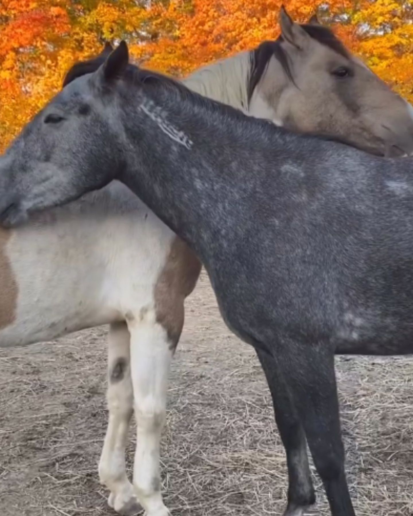 two horses