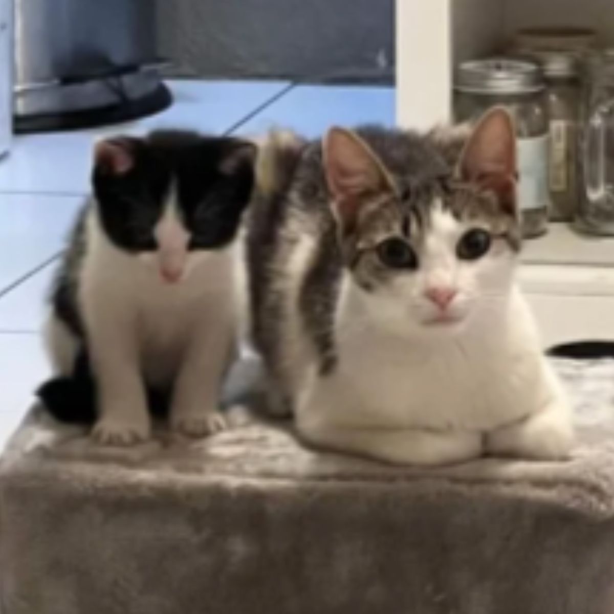 two kittens