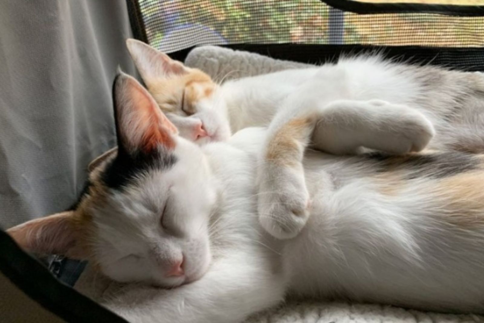 two kittens are sleeping peacefully