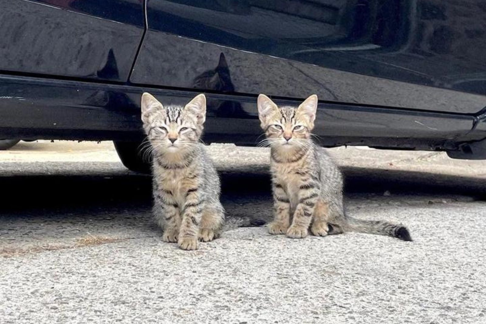 two kittens by the car