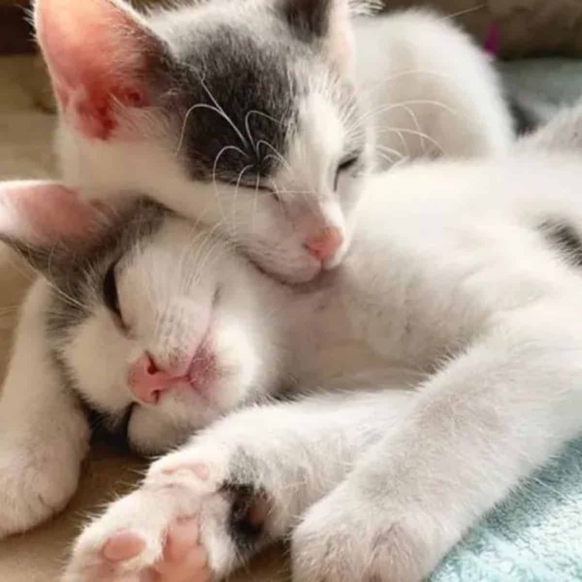 two kittens cuddling